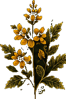 Mullein botanical illustration