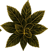 Yerba Maté & More botanical illustration