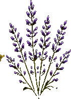Lavender botanical illustration
