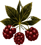 Raspberry Leaf botanical illustration