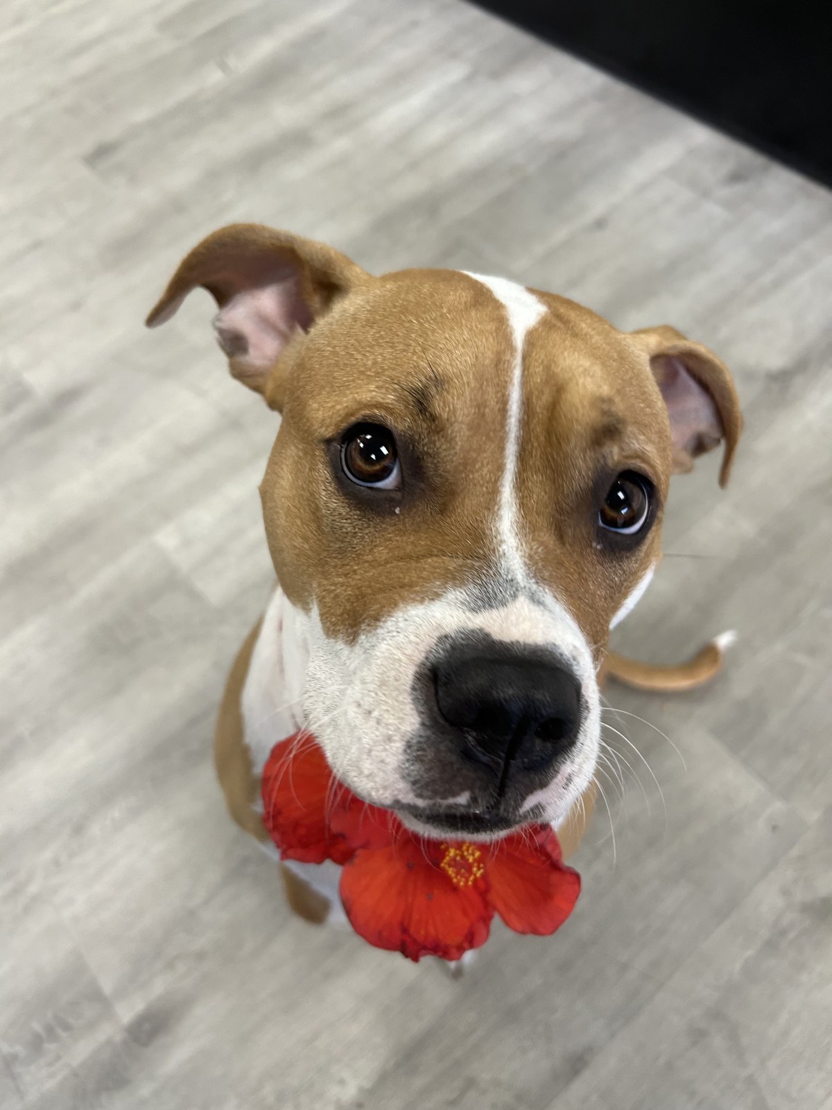 Bella, the brand's namesake dog, wearing a red hibiscus flower